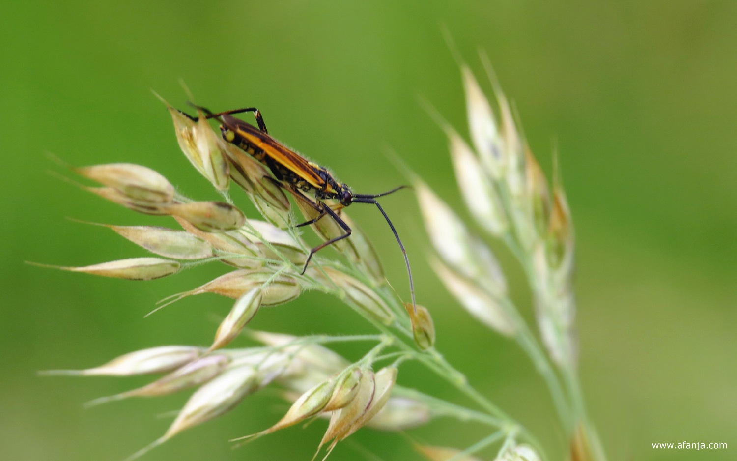 een grote bonte graswants in een grashalm