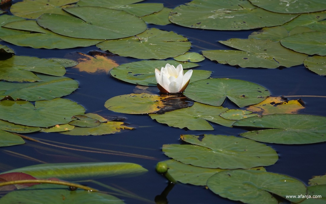 een bloeiende waterlelie vlak voor de vogelkijkhut 'de Blaustrins'