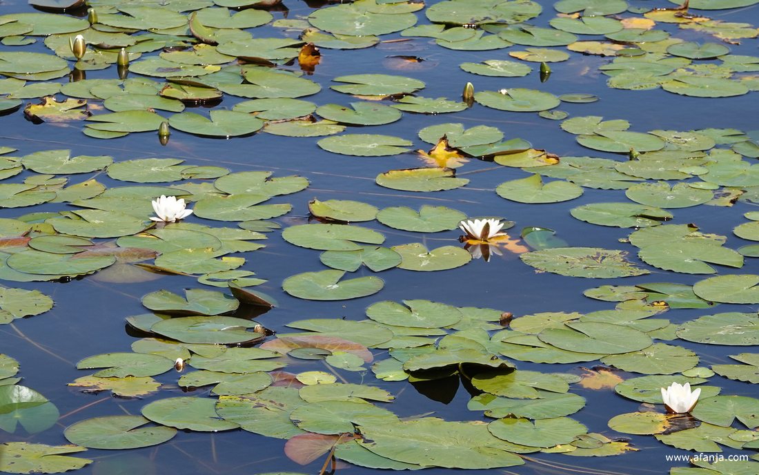 waterlelies vlak voor de vogelkijkhut 'de Blaustrins'