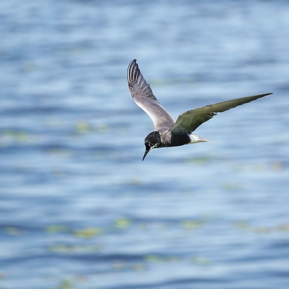 een zwarte stern (blaustirns in het Fries) vliegt voorbij de vogelkijkhut