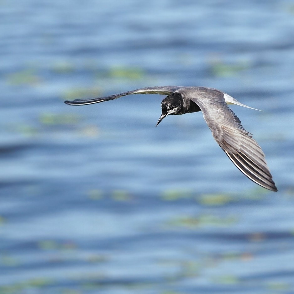 een zwarte stern (blaustirns in het Fries) vliegt voorbij de vogelkijkhut