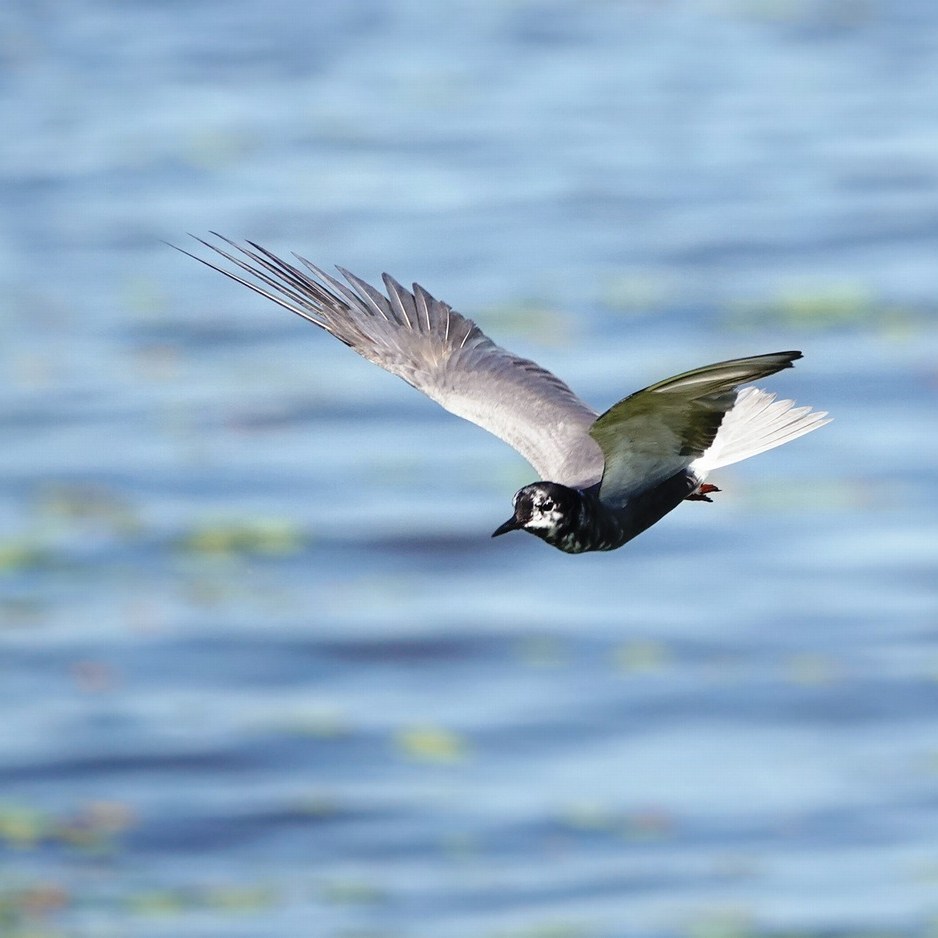een zwarte stern (blaustirns in het Fries) vliegt voorbij de vogelkijkhut