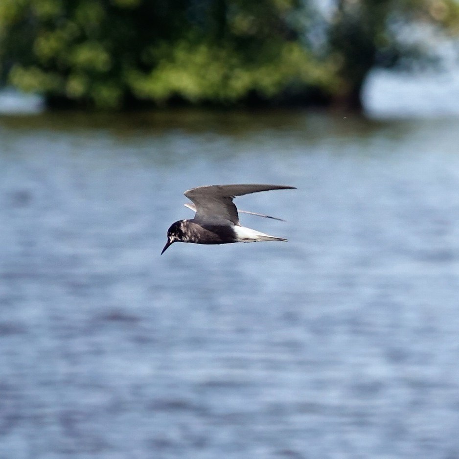 een zwarte stern (blaustirns in het Fries) vliegt voorbij de vogelkijkhut