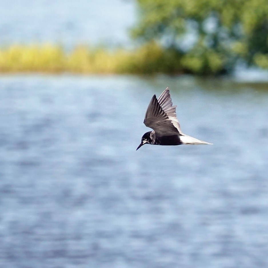 een zwarte stern (blaustirns in het Fries) vliegt voorbij de vogelkijkhut
