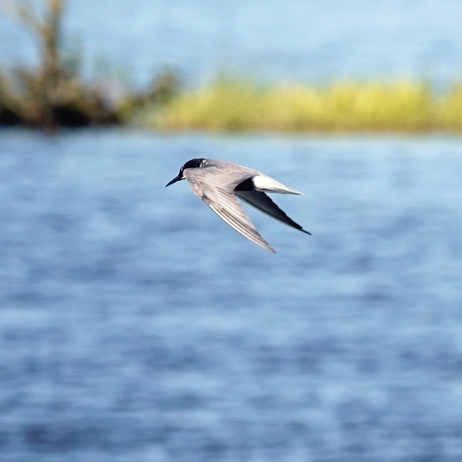 een zwarte stern (blaustirns in het Fries) vliegt voorbij de vogelkijkhut