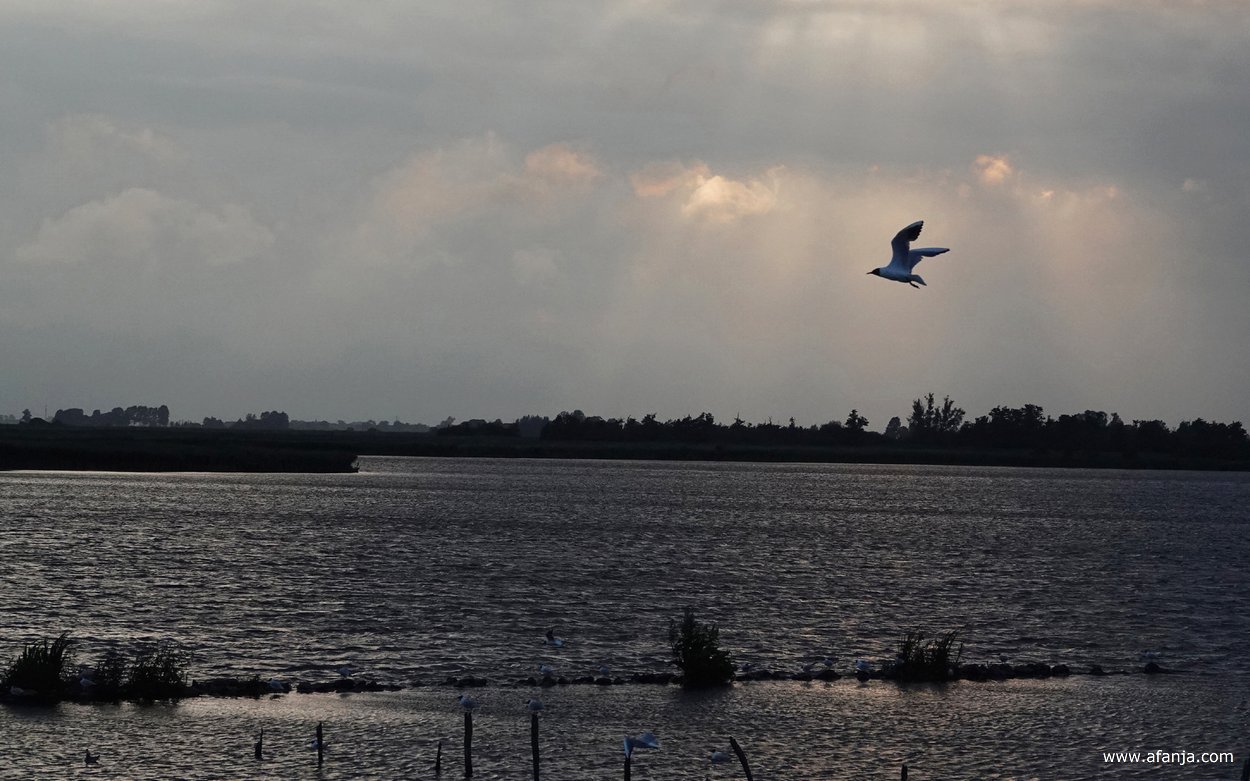 een meeuw vliegt tijdens een avondrondvaart naast de boot