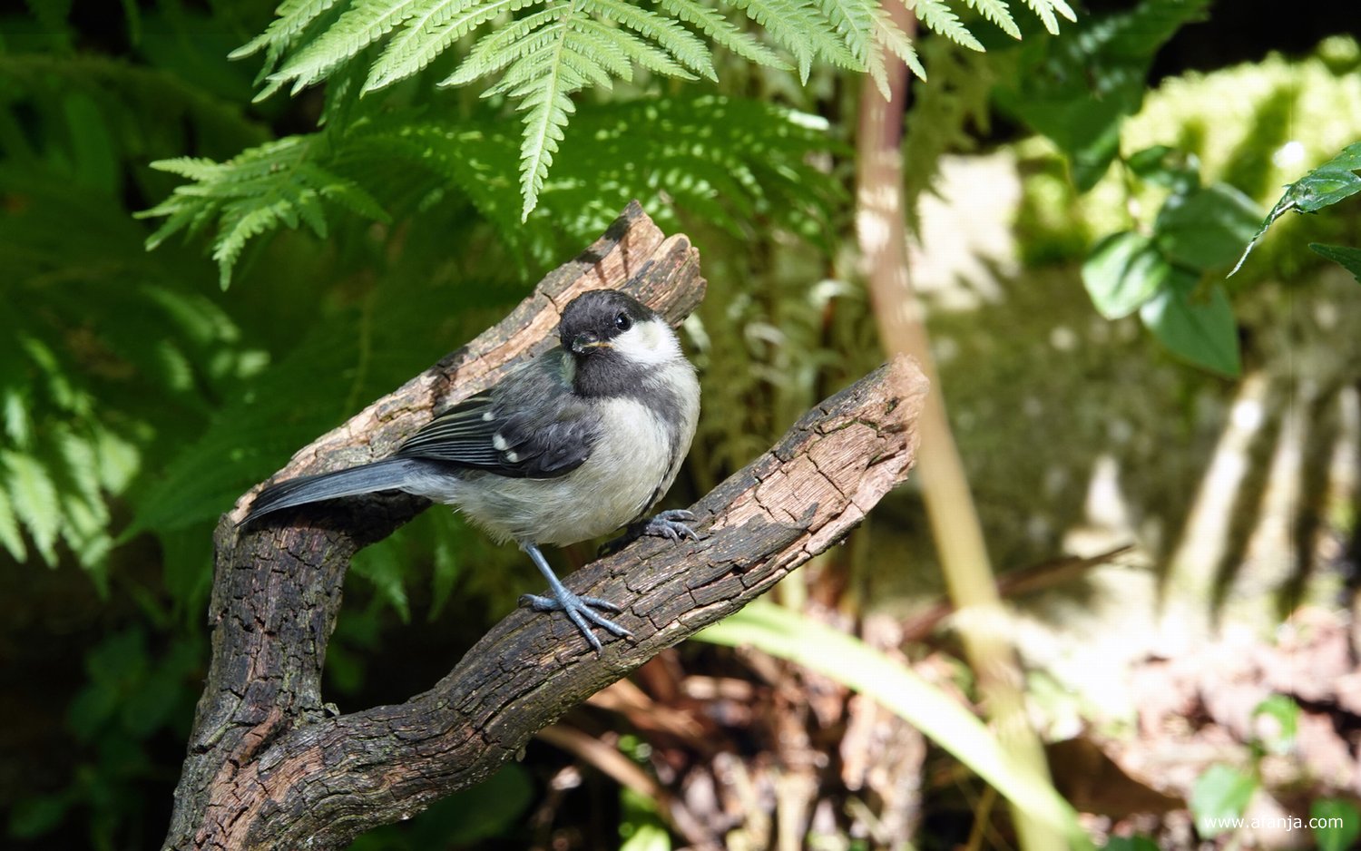 een jonge koolmees komt even terug in de tuin