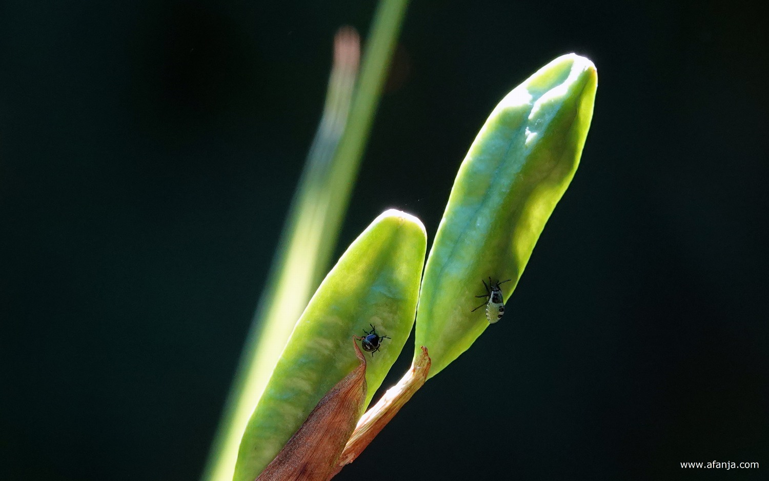 een kleine groene wants op een zaaddoosje van de blauwe iris