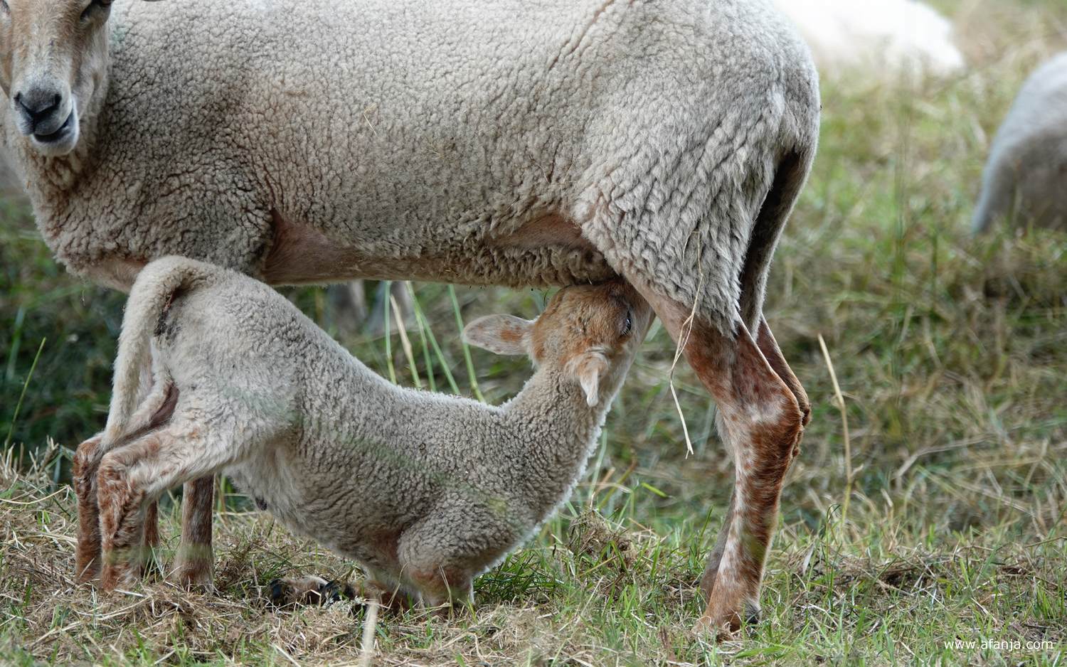 een moederschaap en haar jong