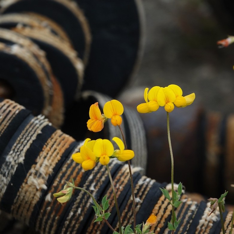 geel en roestbruin op de kade van Lauwersoog