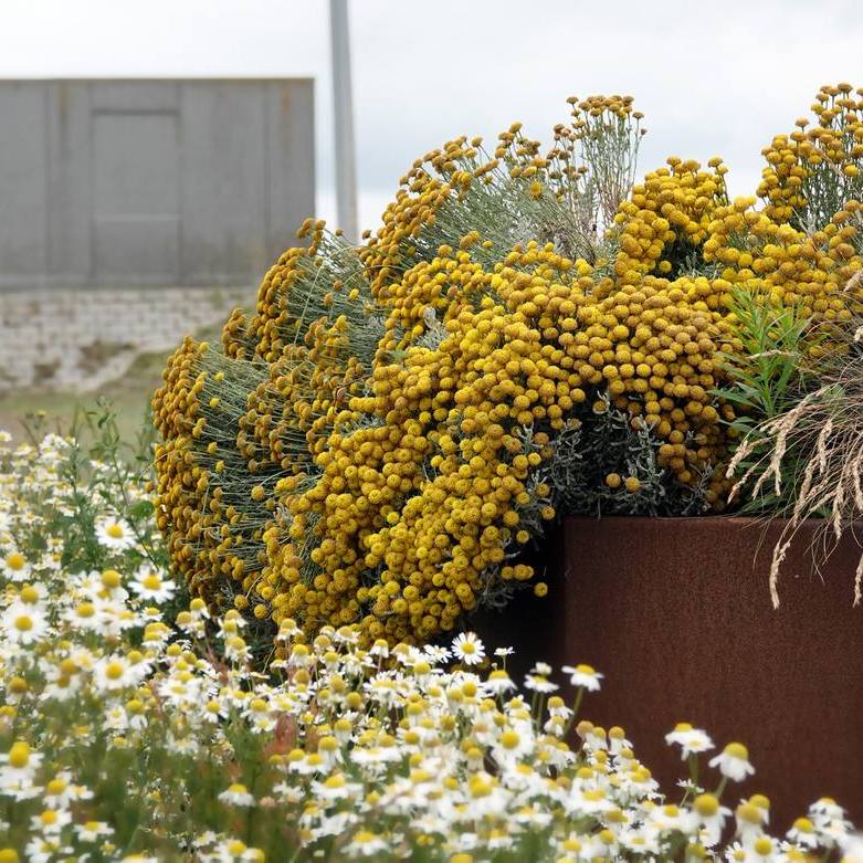 bloemen doorbreken het grijs van de omgeving