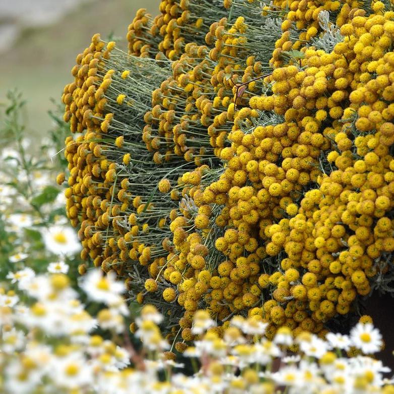 bloemen doorbreken het grijs van de omgeving