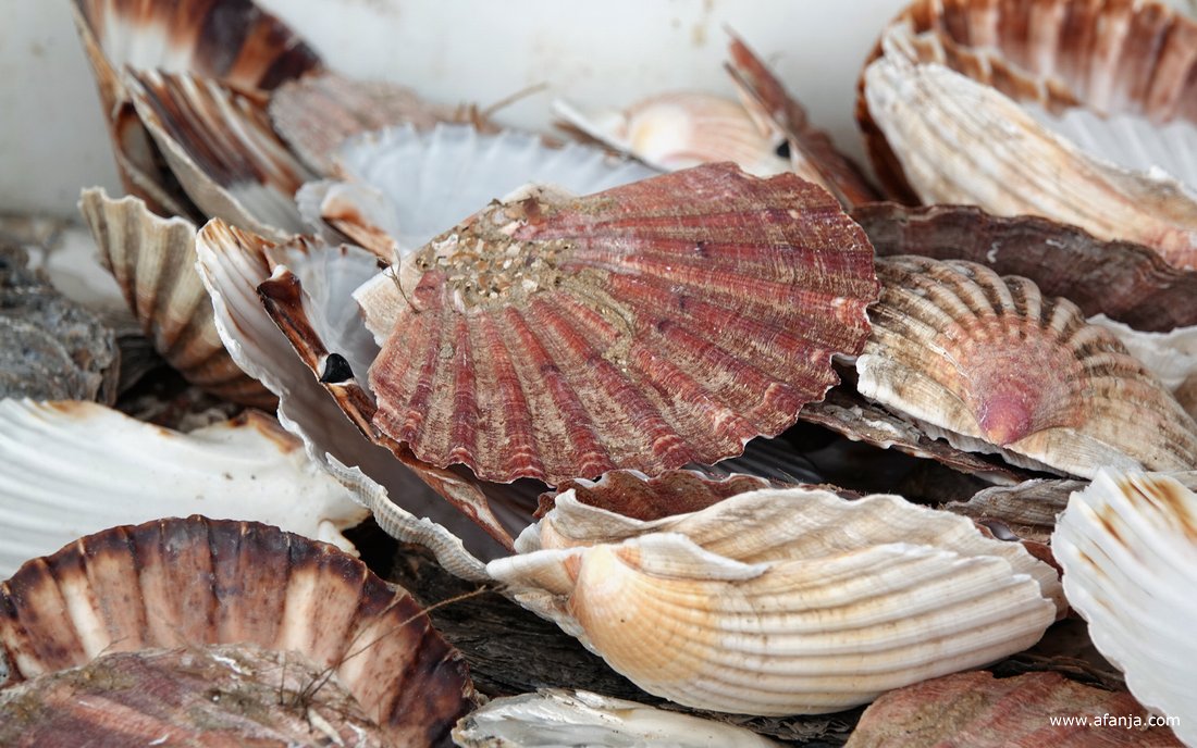 een krat vol lege schelpen