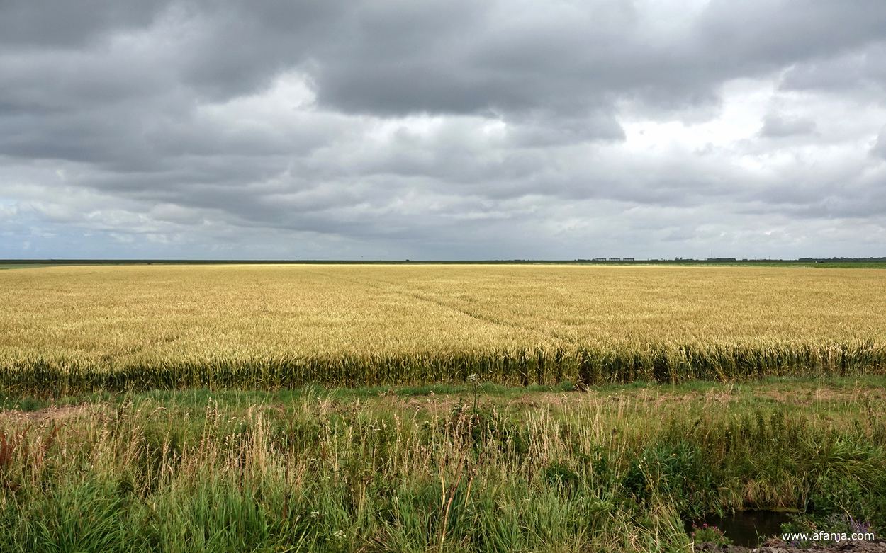 hé kijk, een streepje zon over het graan in de verte