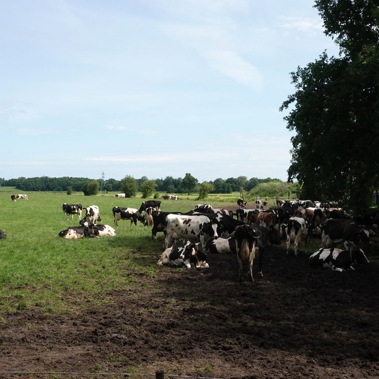 een warme dag, de koeien zoeken de schaduw op