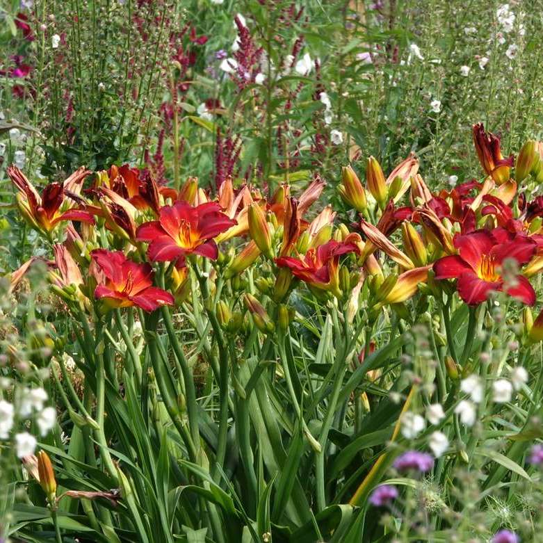 close-up van bloemen in de pluktuin