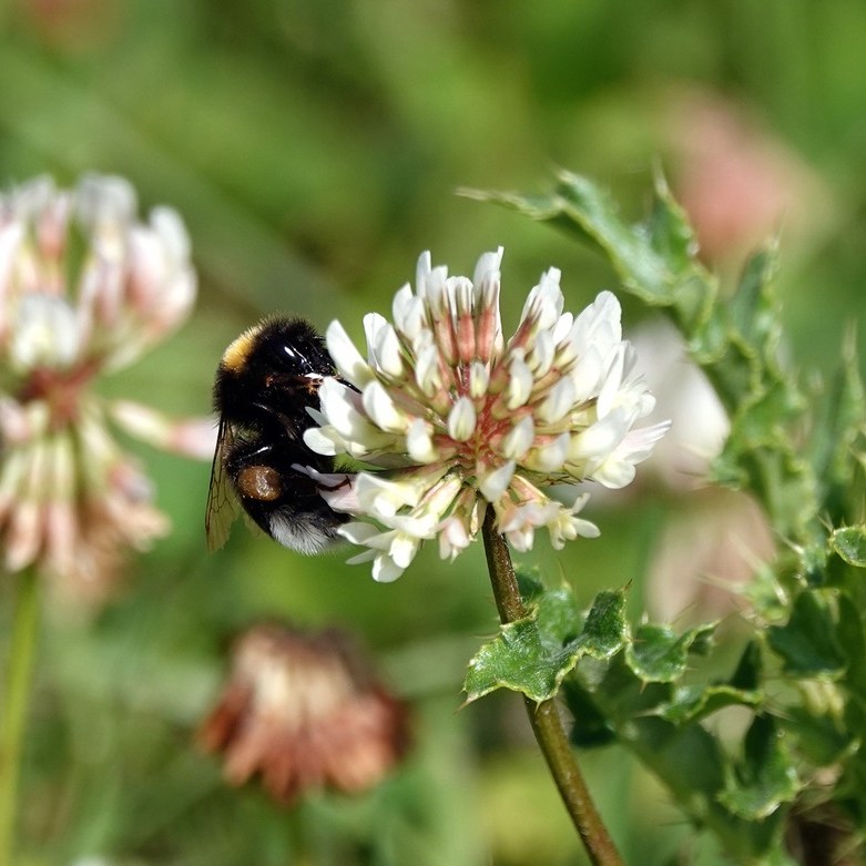 een hommel op bloeiende klaver