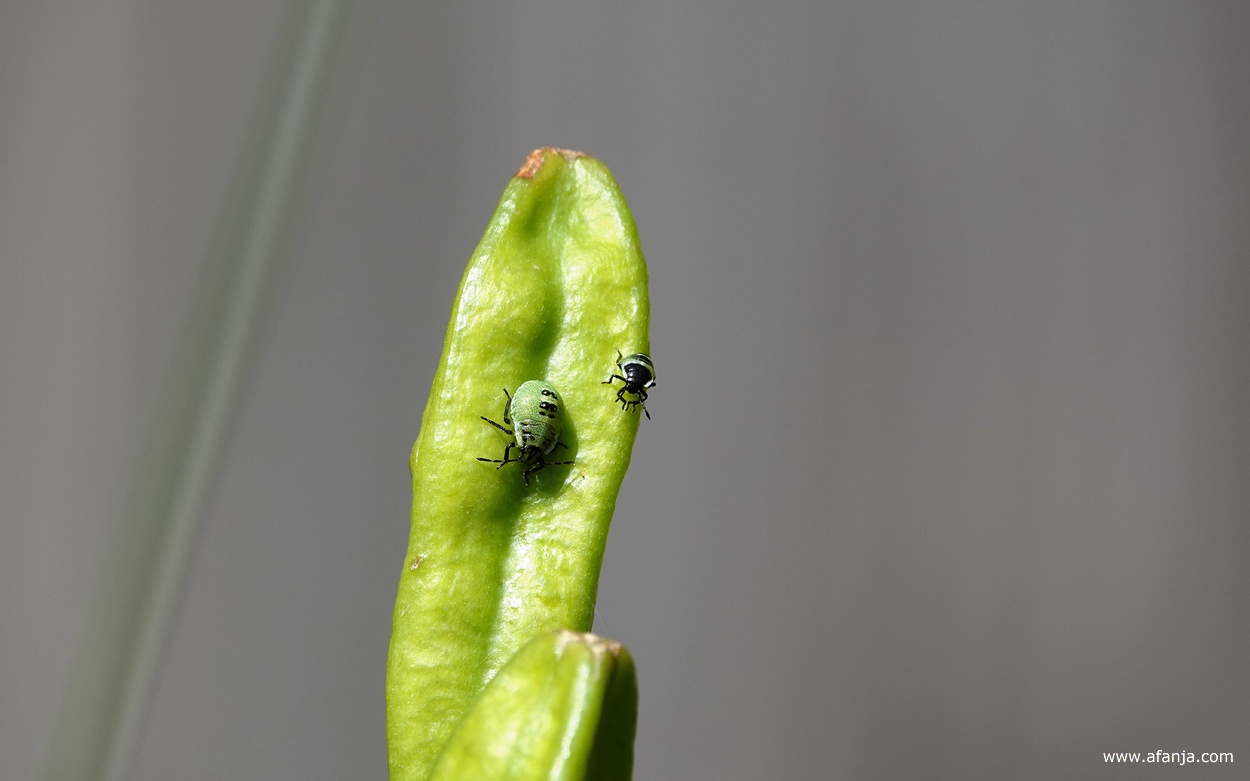 een wants en een klein wantsje op een zaaddoosje van de blauwe iris