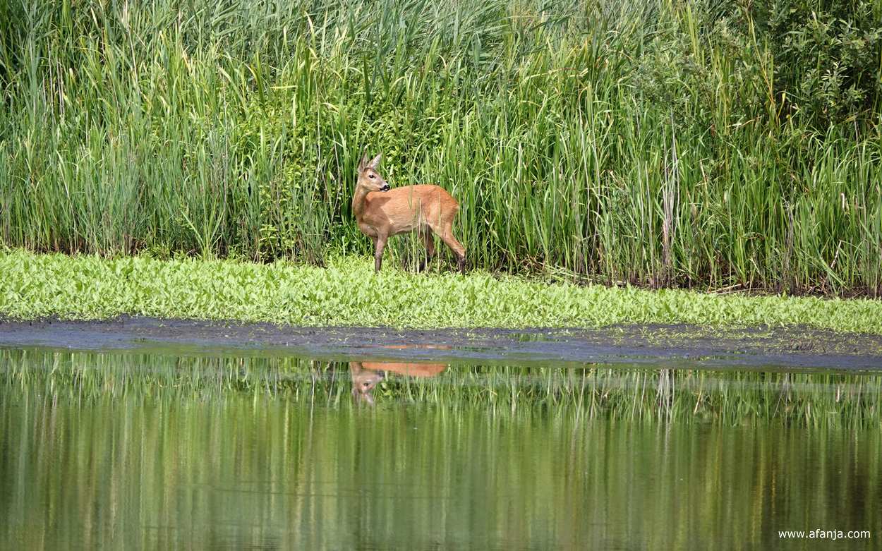 een reegeit staat aan de waterkant en kijkt om