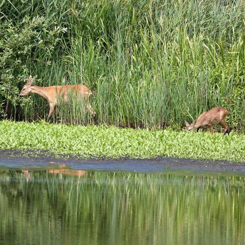 een reegeit en haar kalf staan samen aan de waterkant