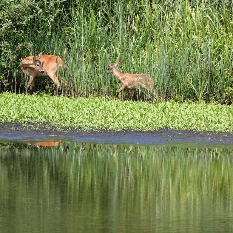 een reegeit en haar kalf staan samen aan de waterkant