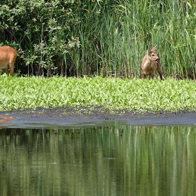 een reegeit en haar kalf staan samen aan de waterkant