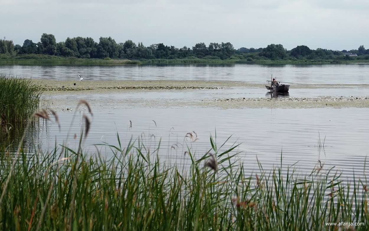 vissers op de Leijen boven en tussen de waterlelies
