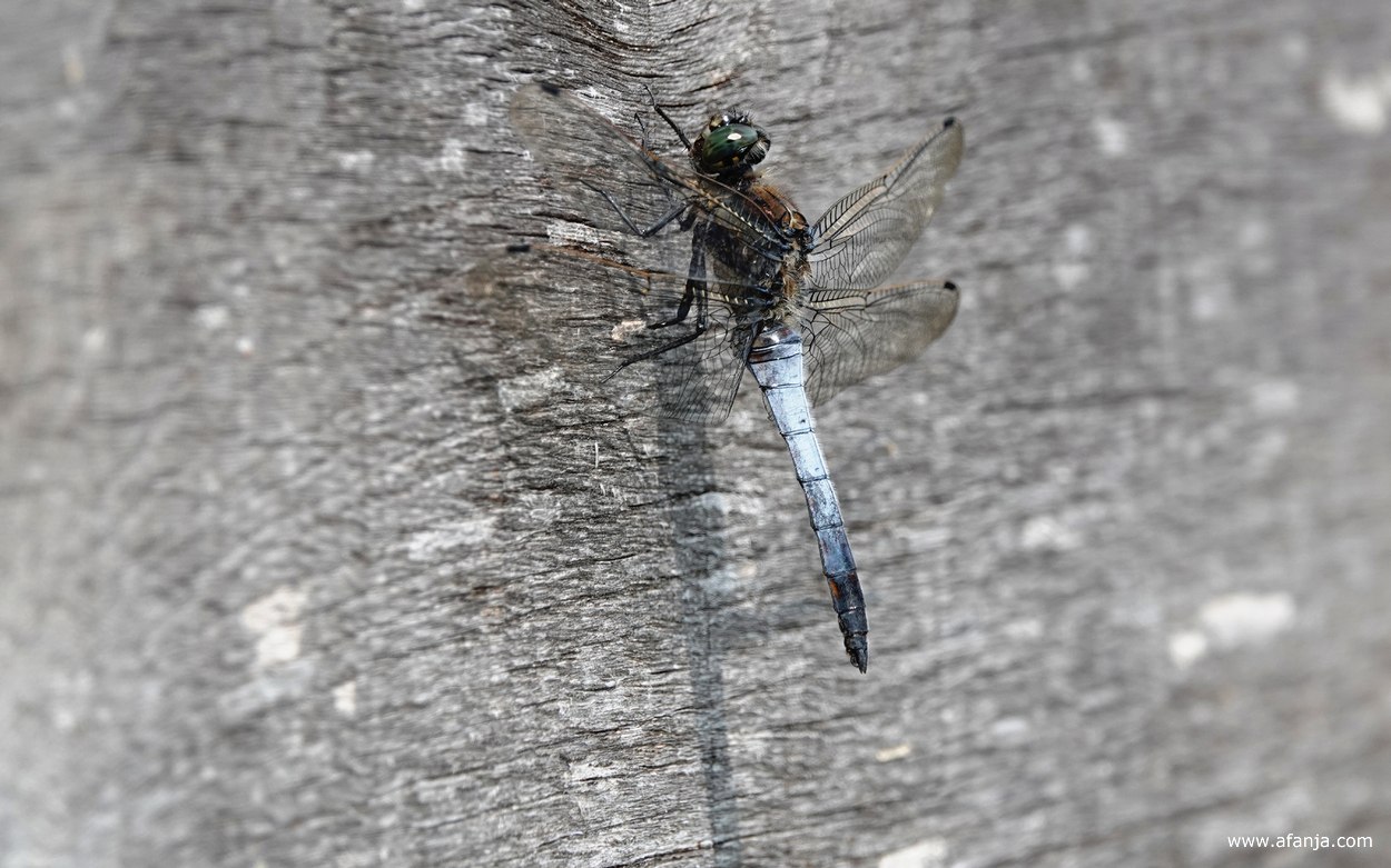 een gewone oeverlibel hangt aan de houten wand van de vogelkijkhut
