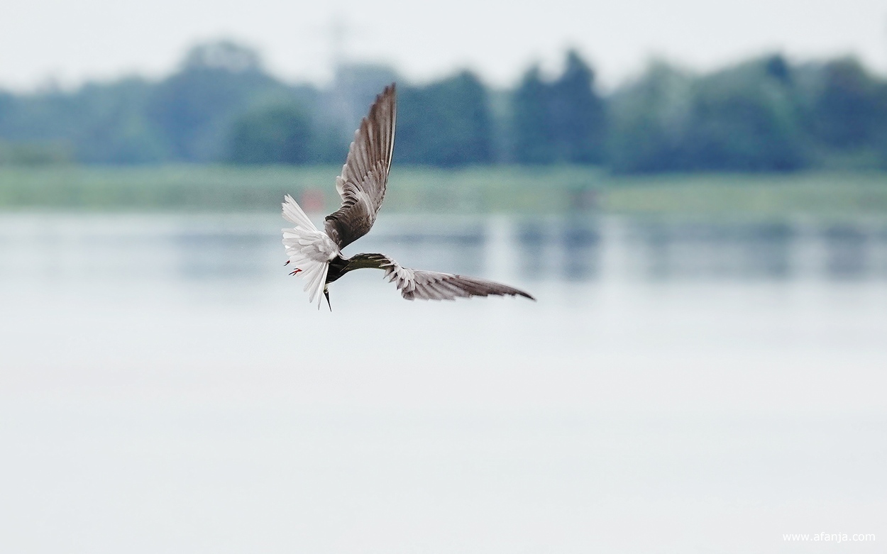 een zwarte stern staat op het punt om zich in het water te storten