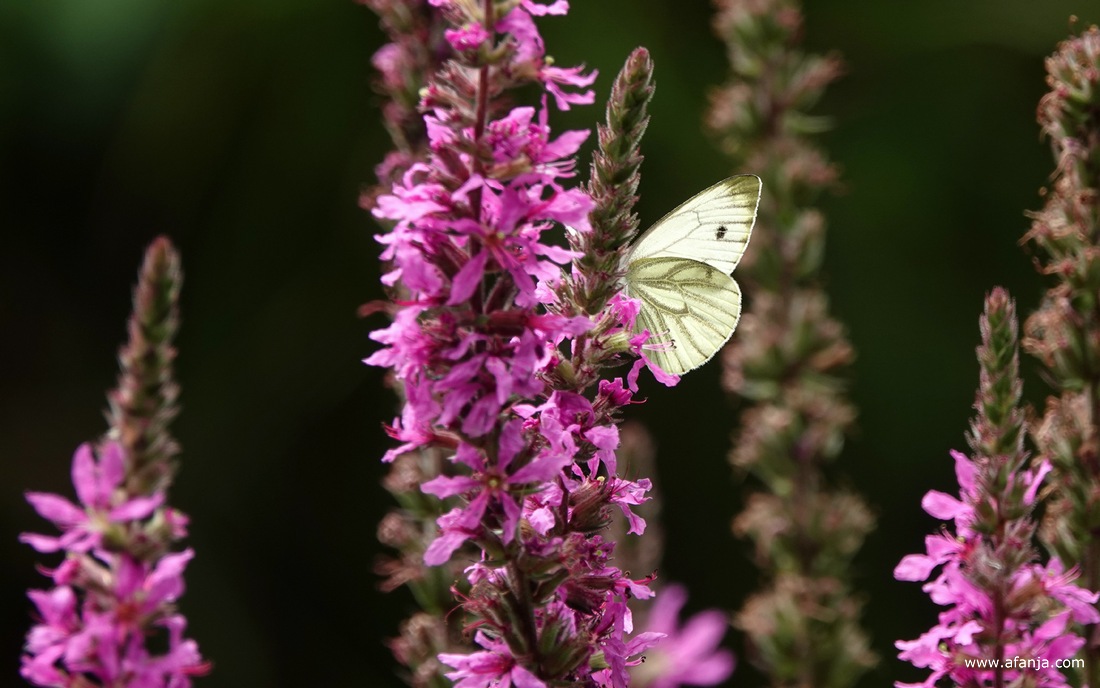 een geaderd witje op een kattenstaart