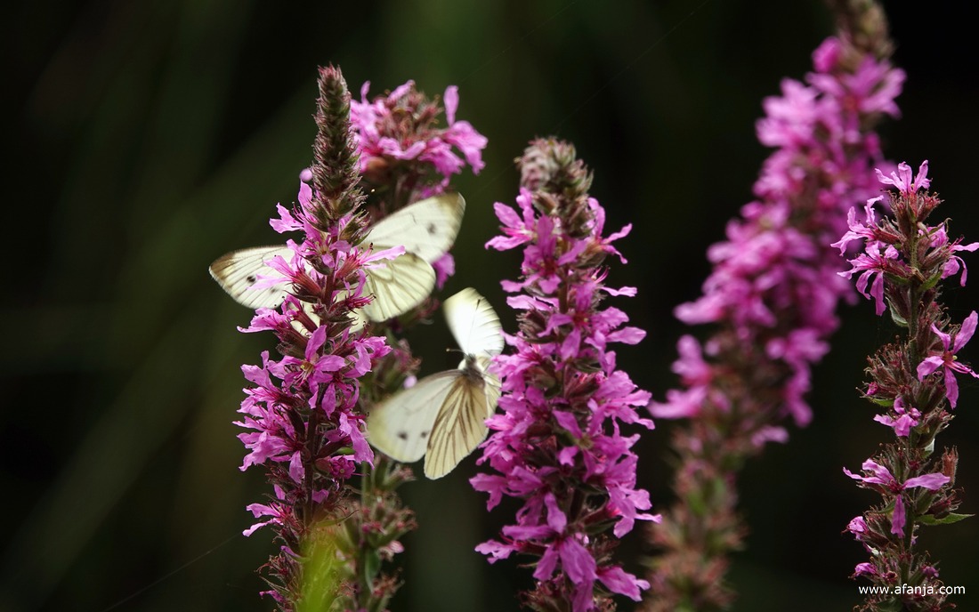 twee geaderde witjes op een kattenstaart
