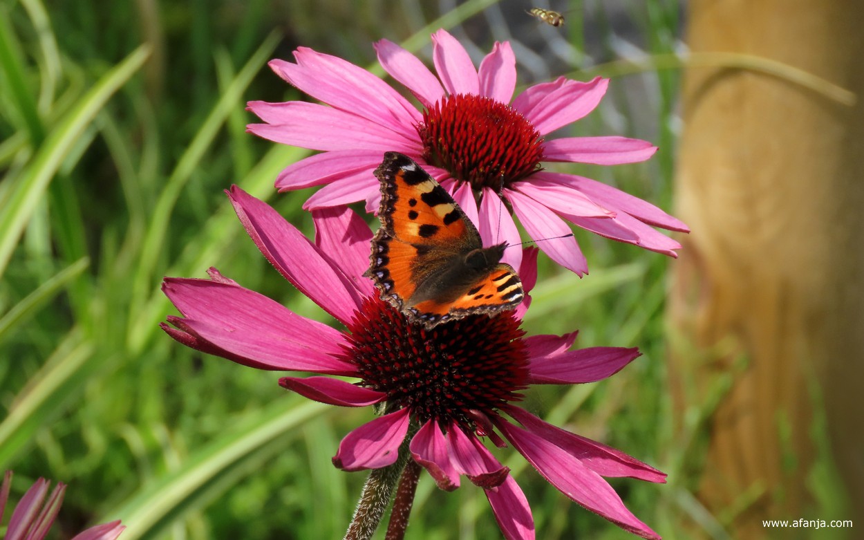 een kleine vos op een zonnehoed
