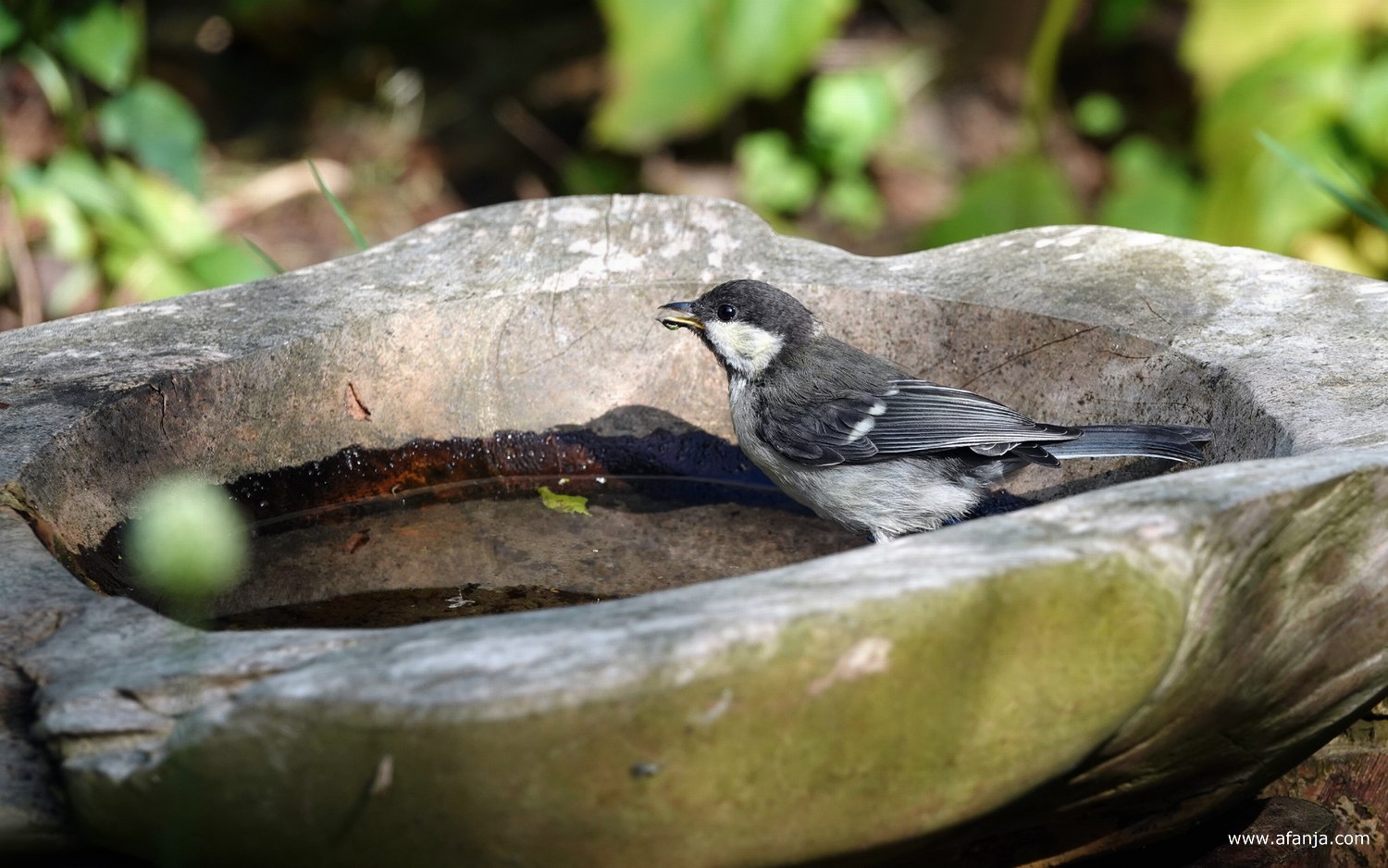 een dorstig jong koolmeesje staat met een druppel aan zijn snavel in de waterbak