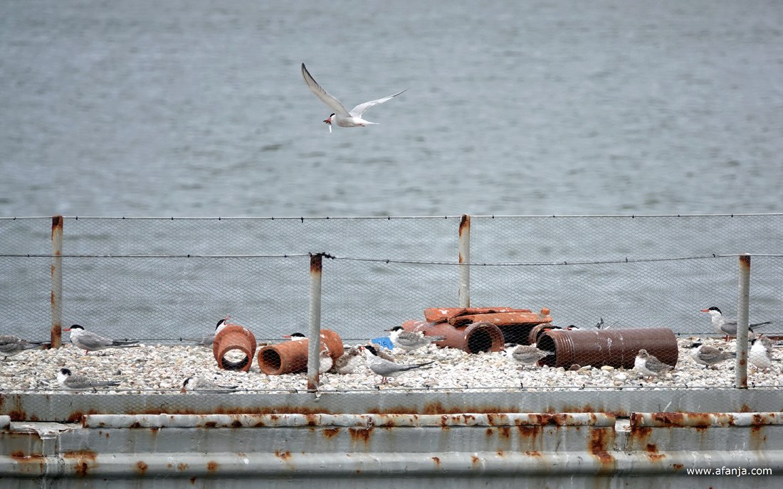 een visdiefje met een visje in zijn snavel vliegt boven de schuit met oude en jongere visdiefjes