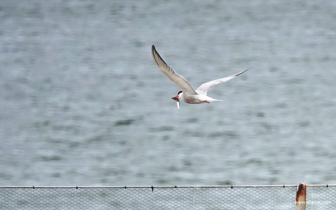 close-up van een visdiefje met een visje in zijn snavel