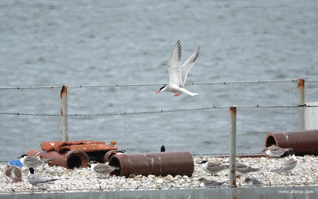 een visdiefje vliegt boven 'Sternstee' waar zowel oudere als jongere visdiefjes op het dek staan
