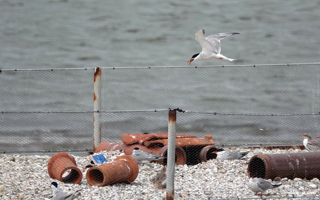 een visdiefje met een visje in de snavel vliegt boven de schuit