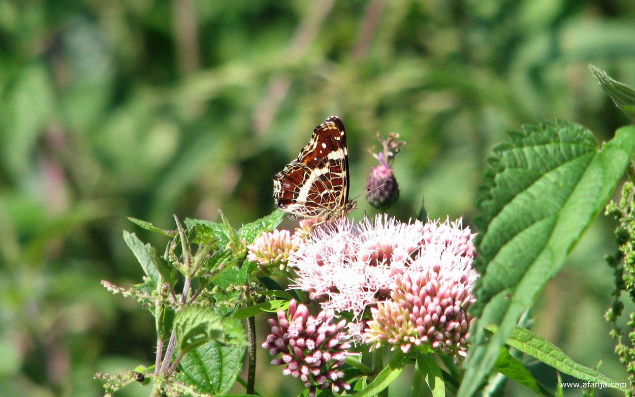 een landkaartje op bloeiend koninginnekruid