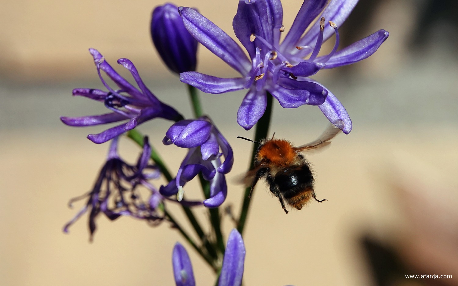 een hommel vliegt bij de agapanthus