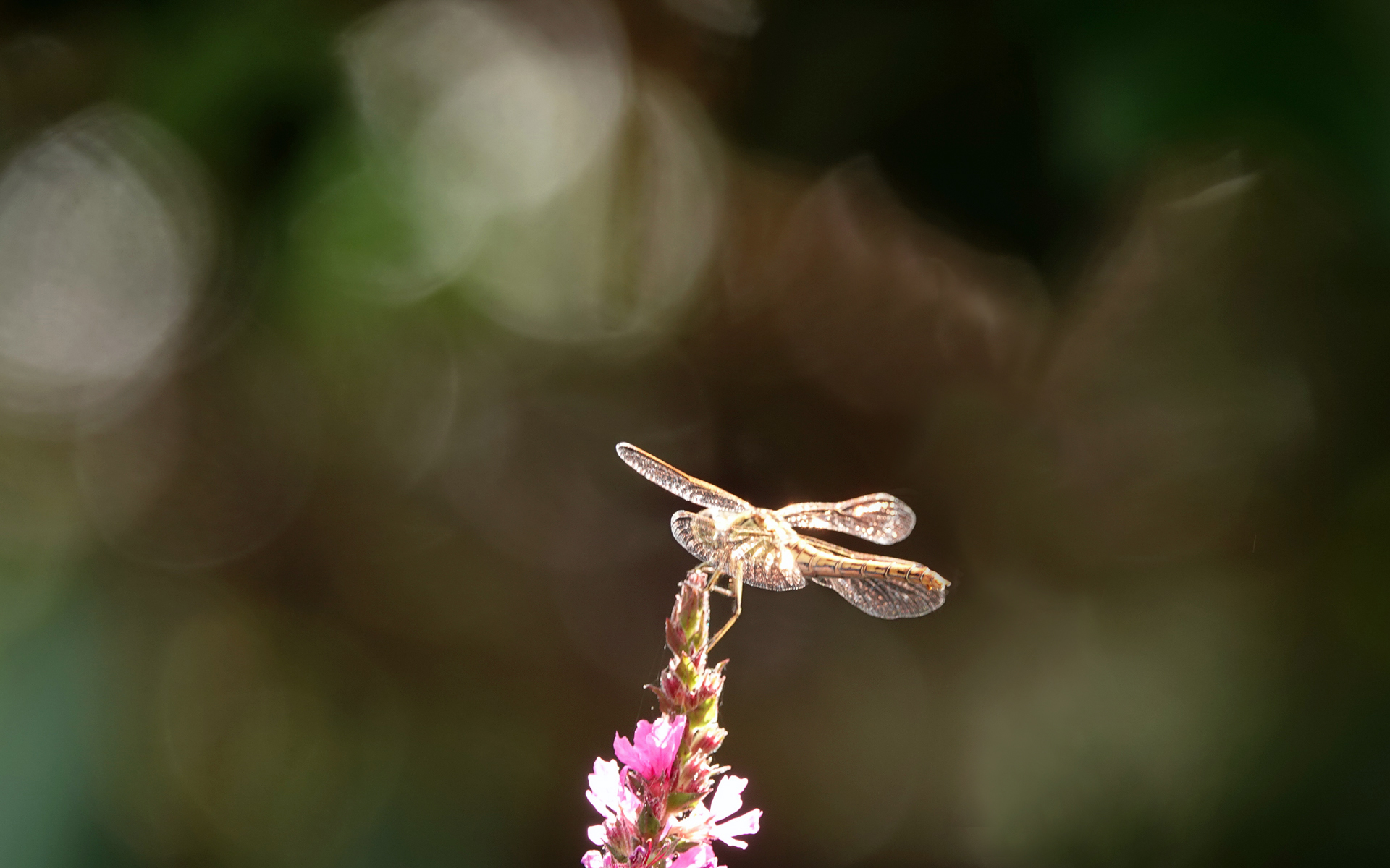 een heidelibel op de kattenstaart laat zijn glanzende vleugels even zien