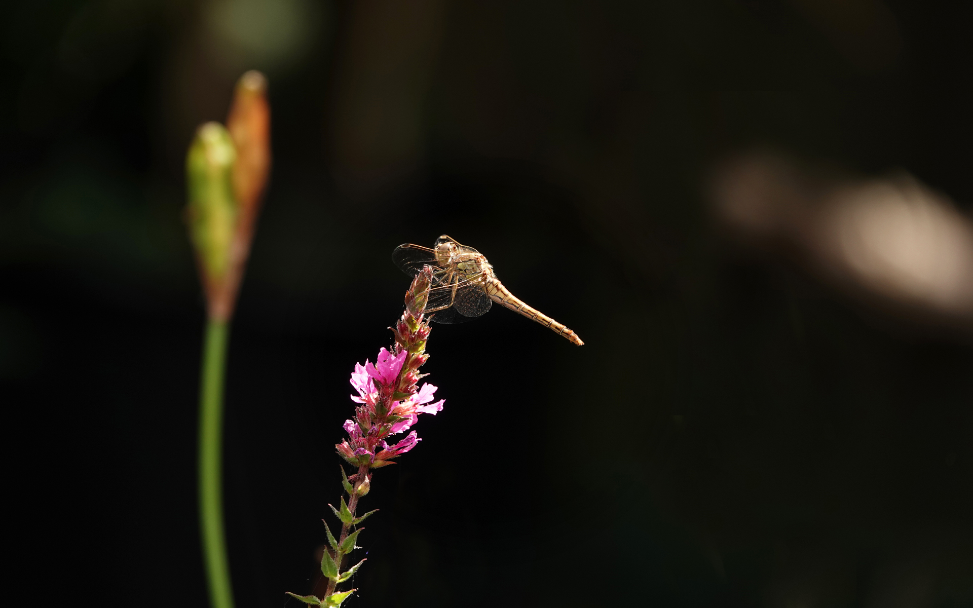 een heidelibel zit op de kattenstaart