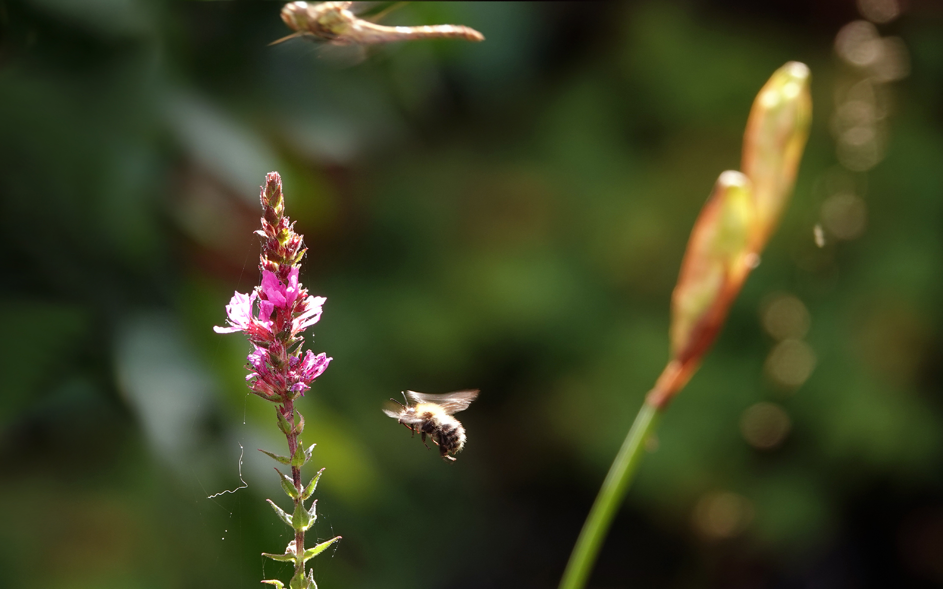 een heidelibel vliegt op van de kattenstaart als er een bij nadert