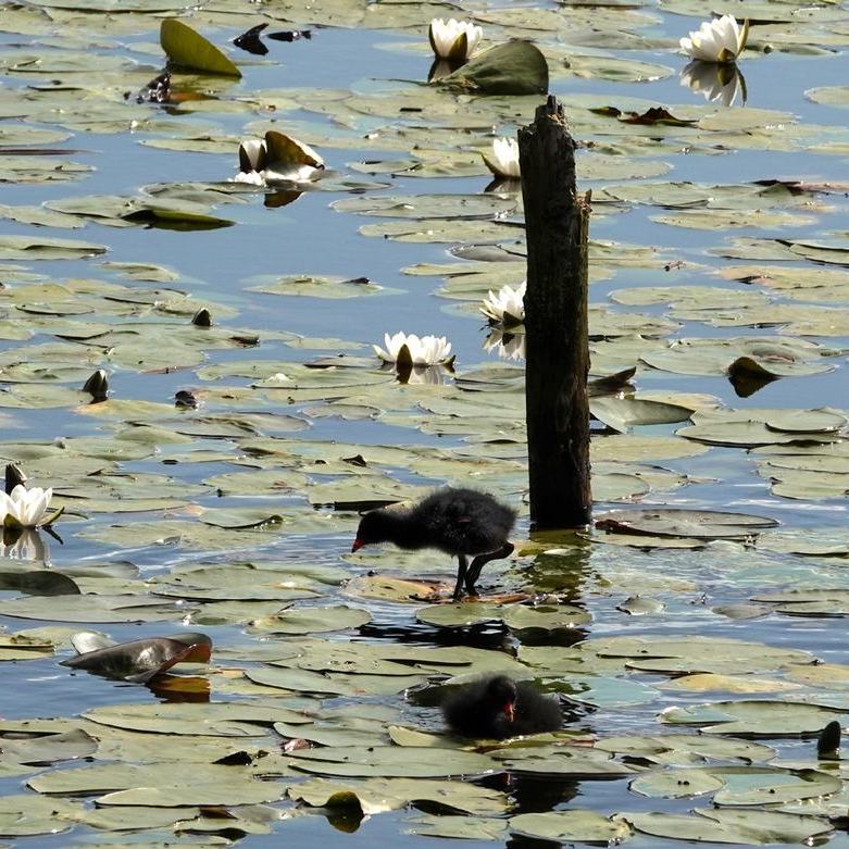 jonge waterhoentjes lopen over de bladeren van de waterlelie en gele plomp