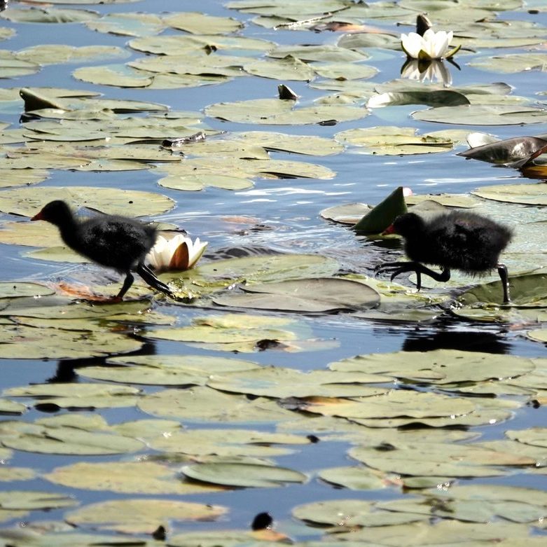 jonge waterhoentjes lopen over de bladeren van de waterlelie en gele plomp