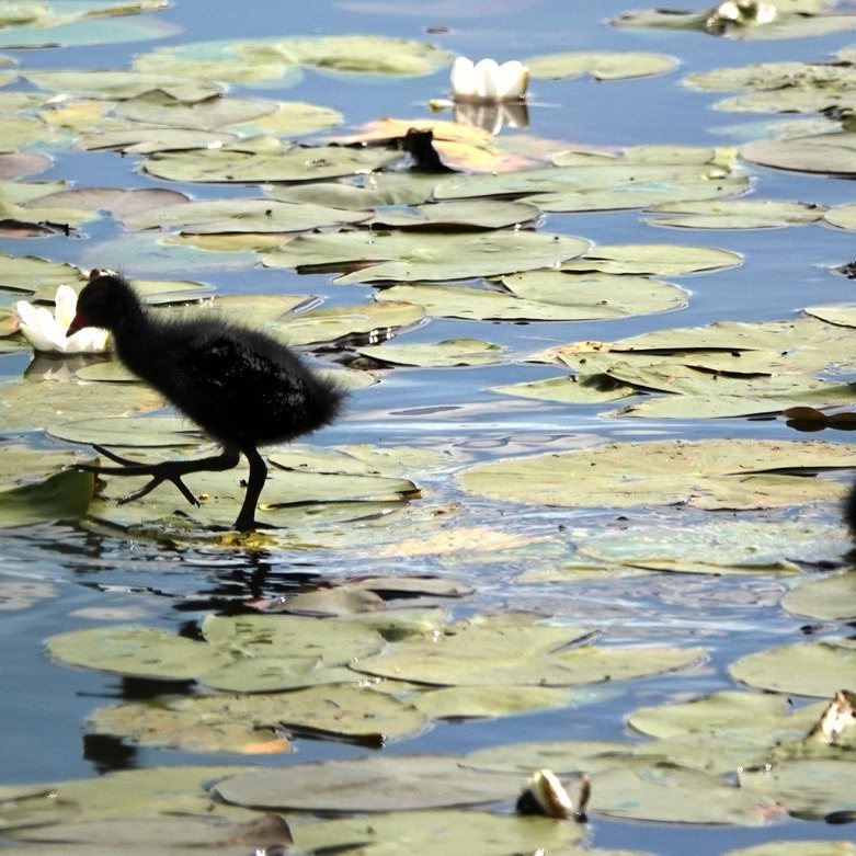 jonge waterhoentjes lopen over de bladeren van de waterlelie en gele plomp