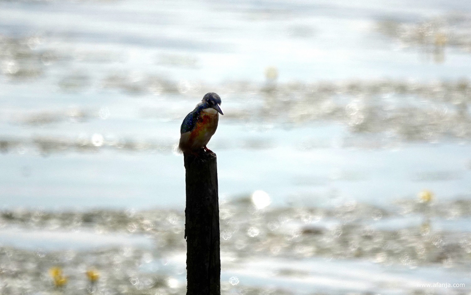 een ijsvogel zit op een paaltje voor de vogelkijkhut bij de Leijen