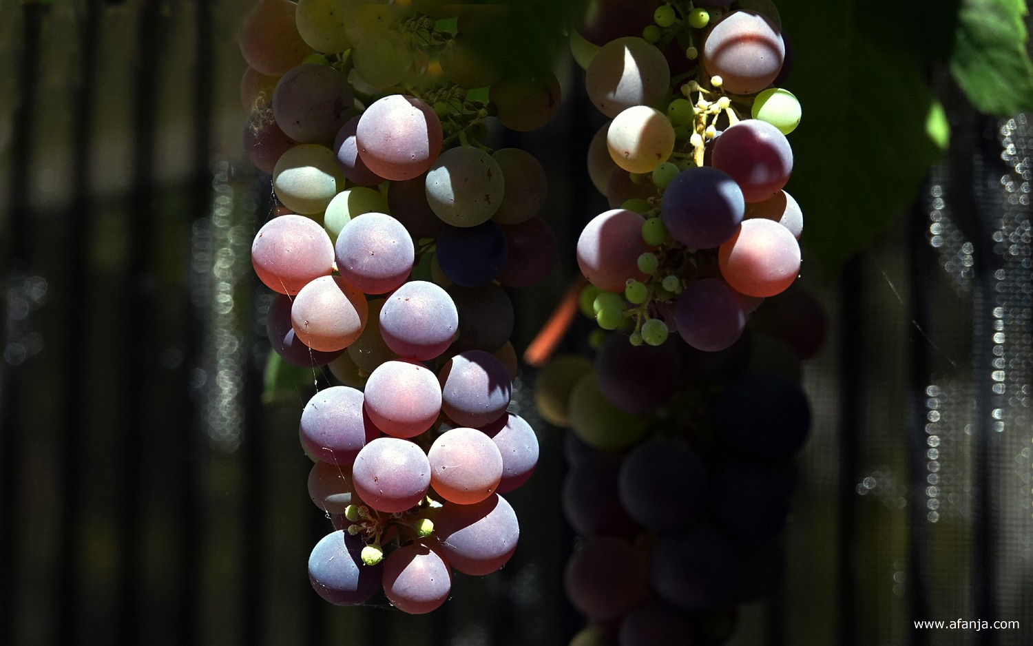 de druiven op het terras kleuren al mooi
