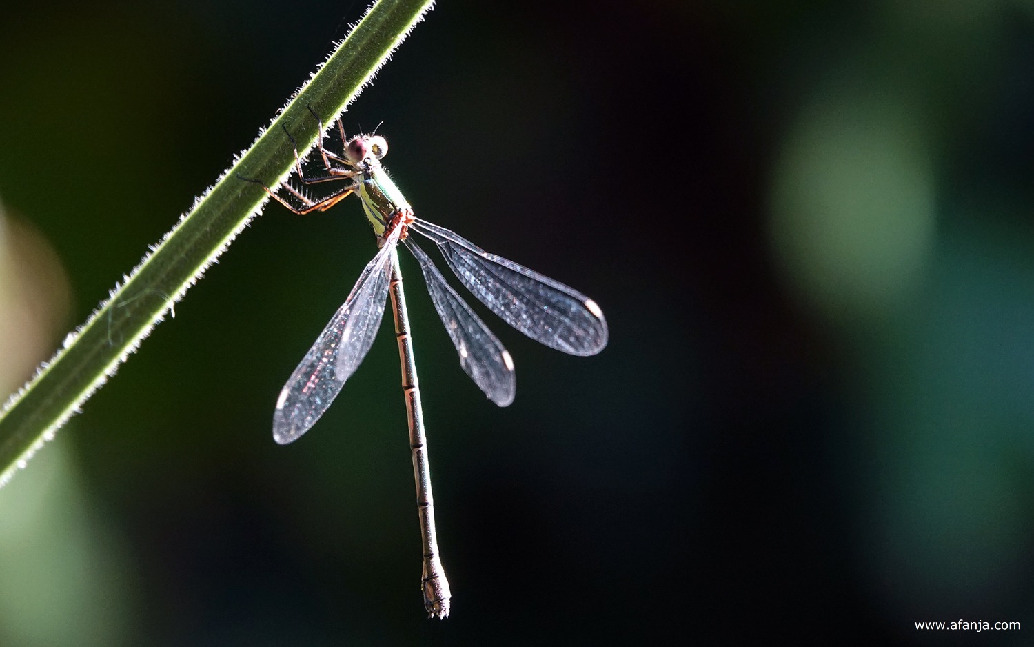 een houtpantserjuffer hangt aan een stengel van de ijzerhard