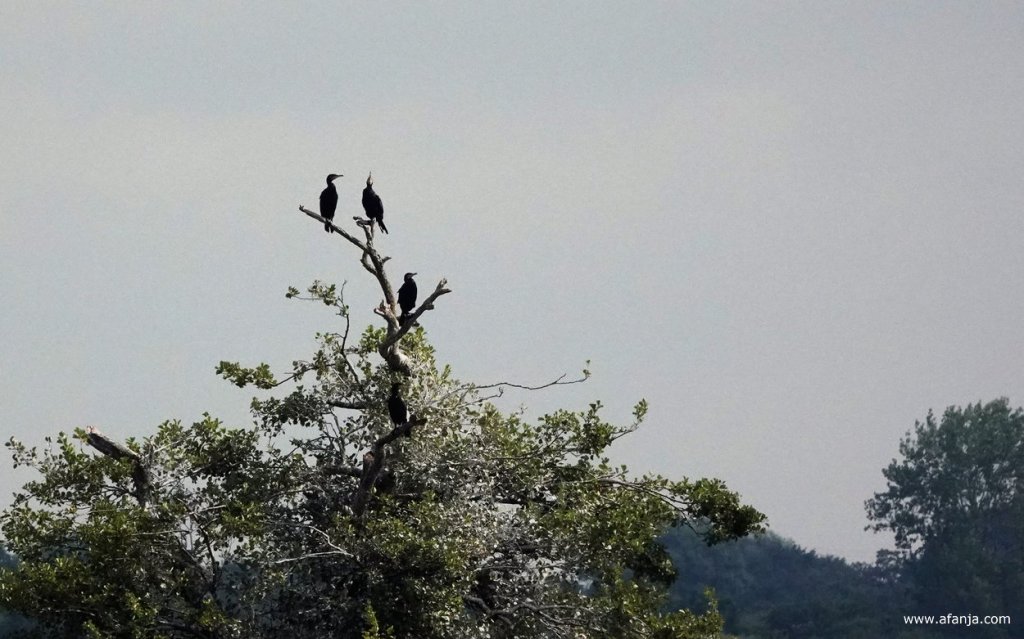 aalscholvers in de top van een boom