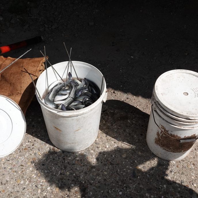 de palingen liggen in een soort van marinade